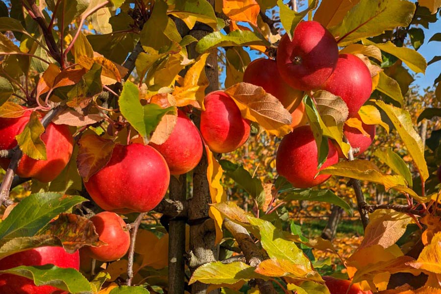 Rote Äpfel vom Obstbauer Gätschenberger