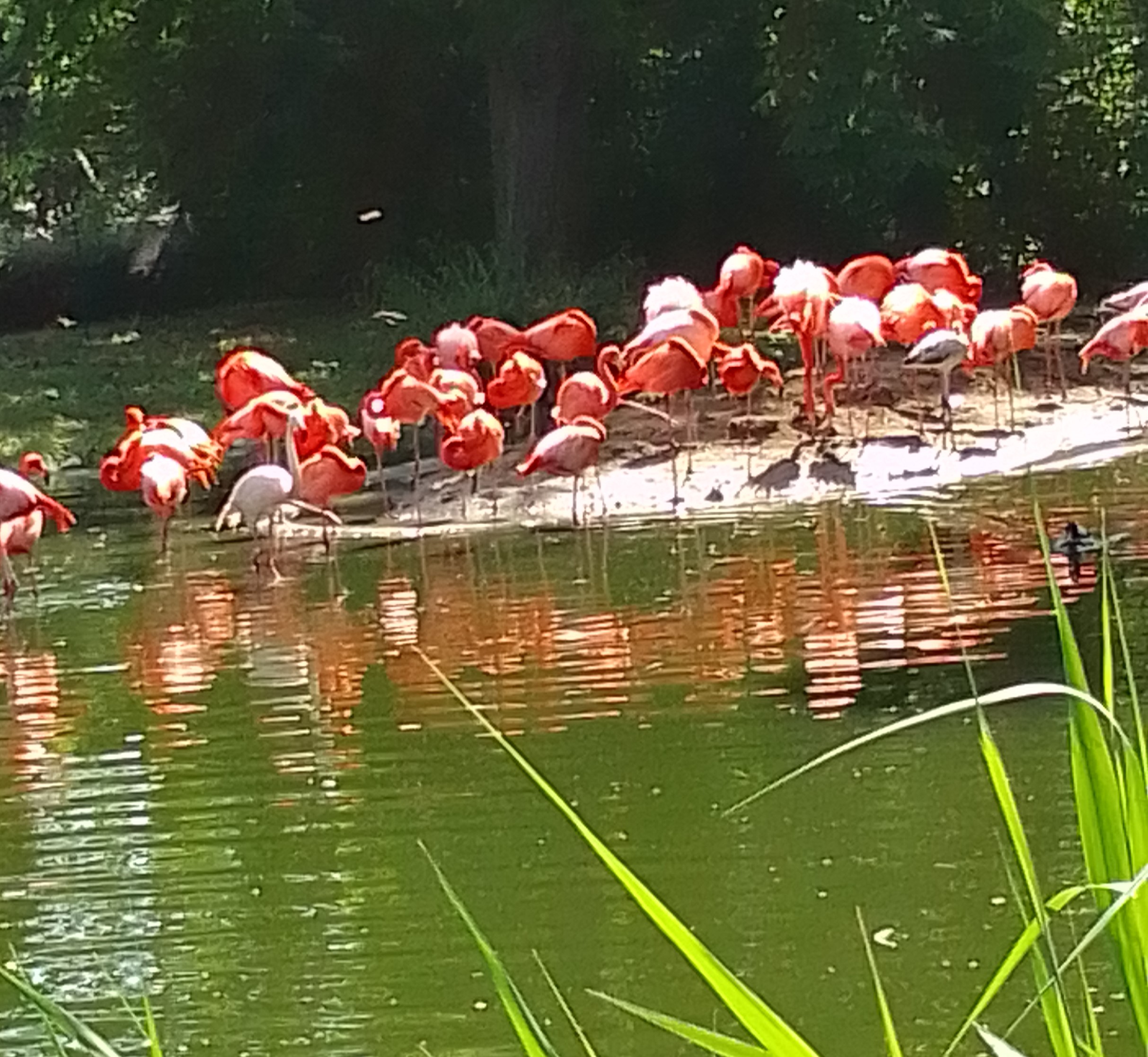Flamingos in der Sonne
