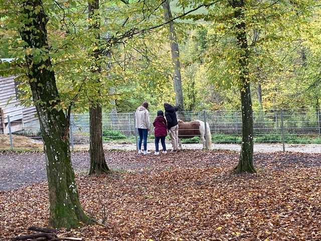 Hasenwald mit BGBlern