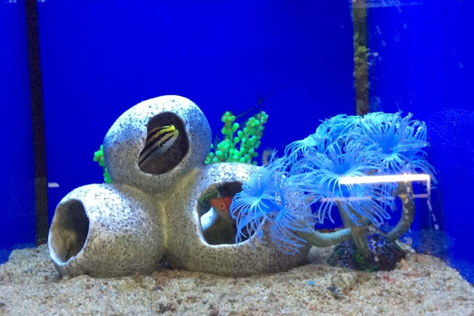 Aquarium mit Fischen