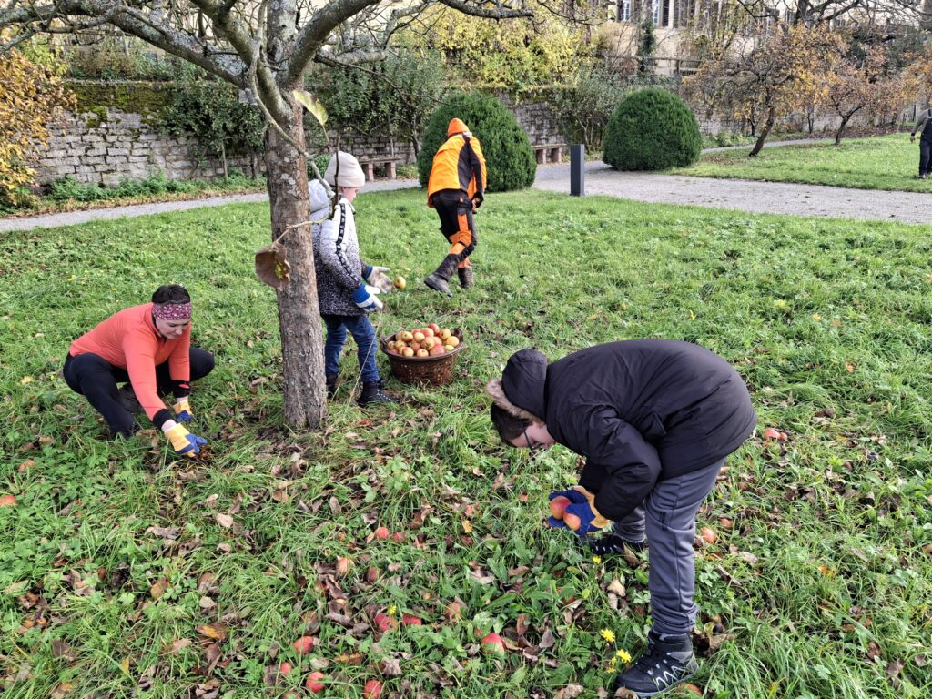mehrere Schüler sammeln Äpfel auf der Wiese