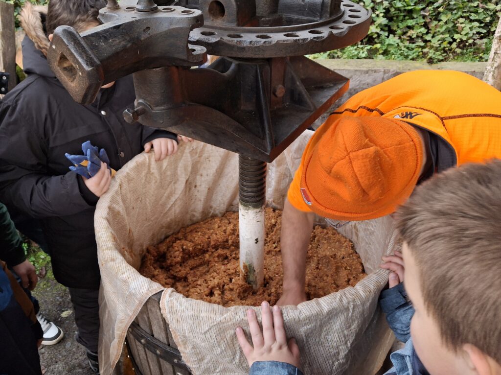 Apfelmeische in einer Apfelpresse