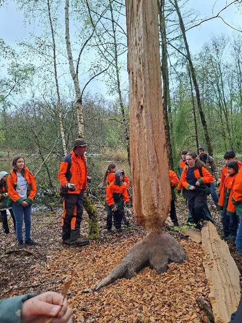 SuS bestaunen einen Baum, der von einem Biber angefressen wurde