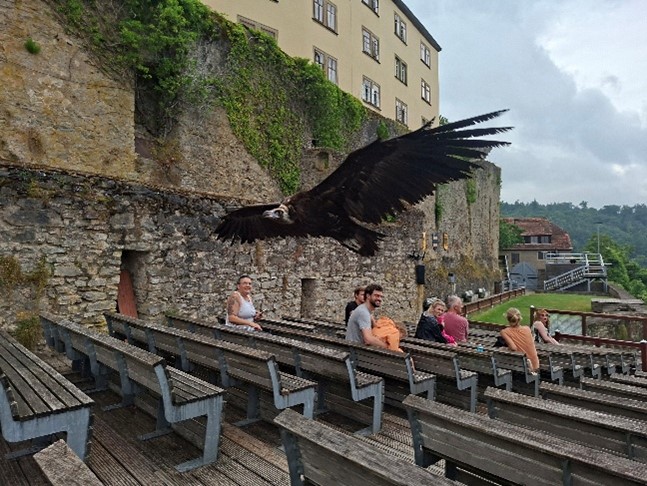 Greifvogel fliegt zwischen den Zuschauenbänken durch