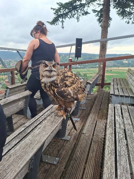 Greifbogel sitz auf einer Bank mit Blick Richtung Kamera