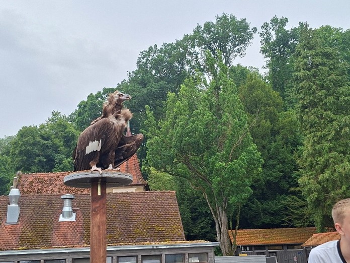 Greifvogel auf einem Pfosten